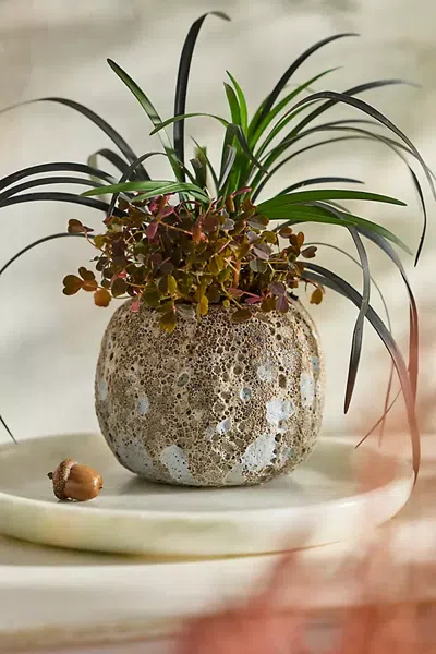 Terrain Barnacle Mini Pumpkin Planter In Neutral