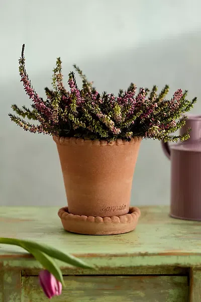 Terrain Beaded Rim Galestro Pot + Saucer Set In Brown