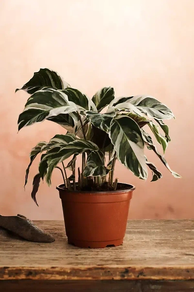 Terrain Calathea White Fusion In Brown