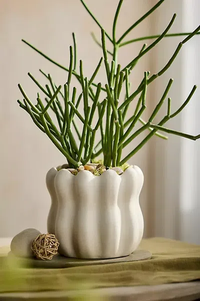 Terrain Cinched Ruffles Ceramic Planter In White