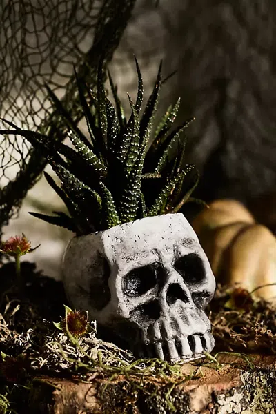 Terrain Concrete Skull Planter In Multi