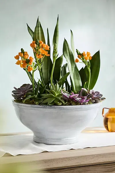 Terrain Double Border Terracotta Bowl Planter In Multi