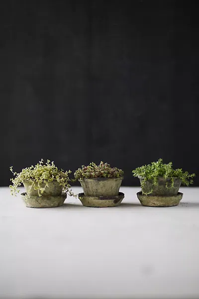 Terrain Earth Fired Clay Thin Rim Pot + Saucer, Set Of 3 In Green