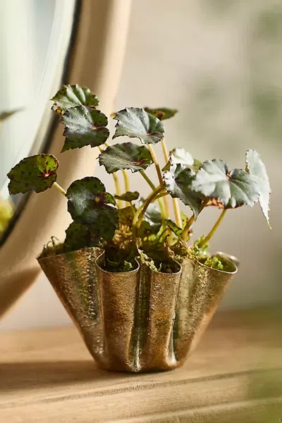 Terrain Golden Handkerchief Planter