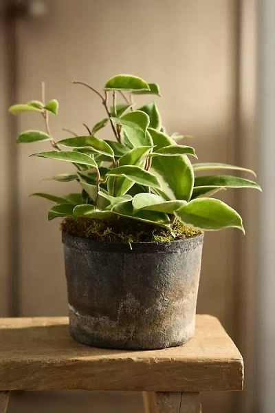 Terrain Hoya Carnosa 'krimson Queen' In Green