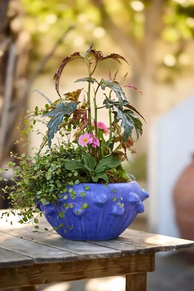 Terrain Knobby Blue Stoneware Bowl Planter