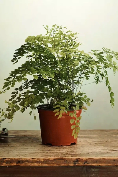 Terrain Maidenhair Fern In Red
