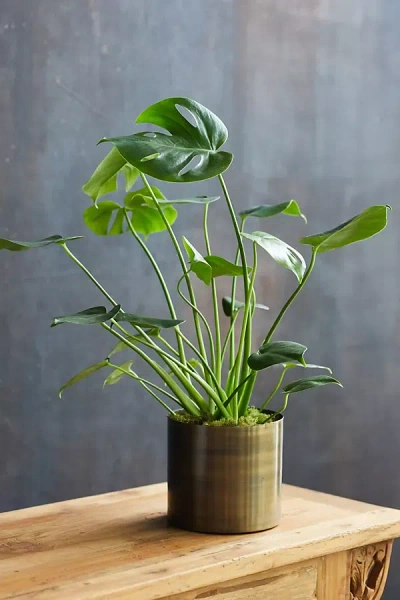 Terrain Monstera Deliciosa, Metal Pot In Green