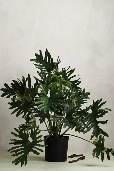 Terrain Philodendron Selloum In Black