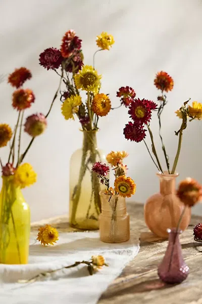 Terrain Preserved Strawflower Bunch In Multi