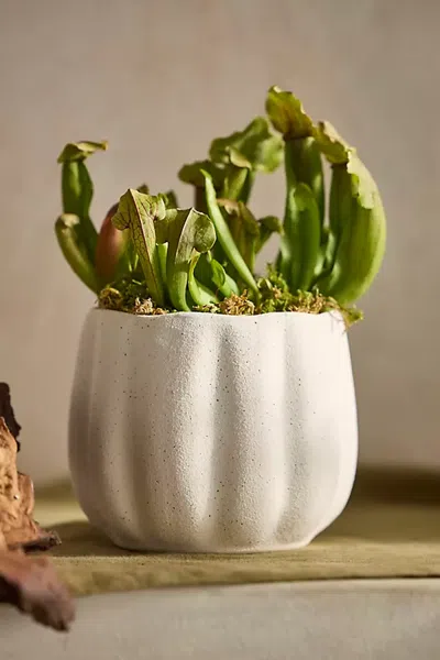 Terrain Pumpkin Stoneware Planter In Multi