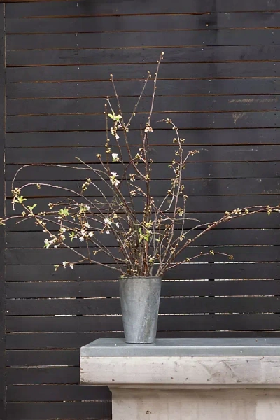 Terrain Seasonal White Blossom Branches In Gray