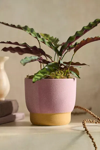 Terrain Spectrum Footed Stoneware Planter In Pink