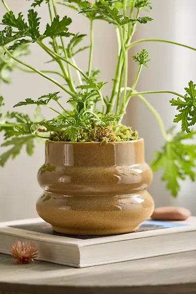 Terrain Stacked Rings Ceramic Planter In Brown