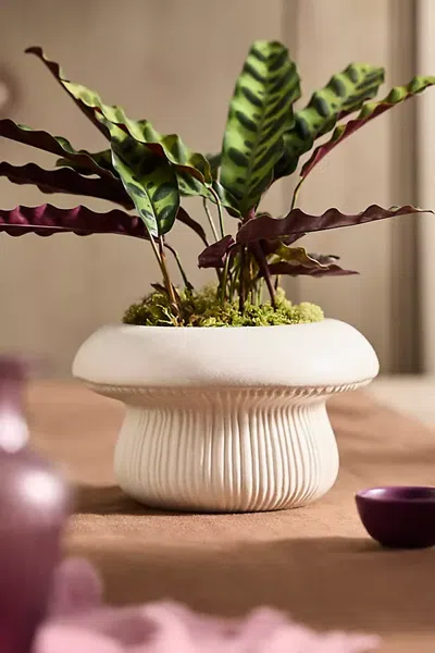 Terrain Toadstool Ceramic Planter In Neutral