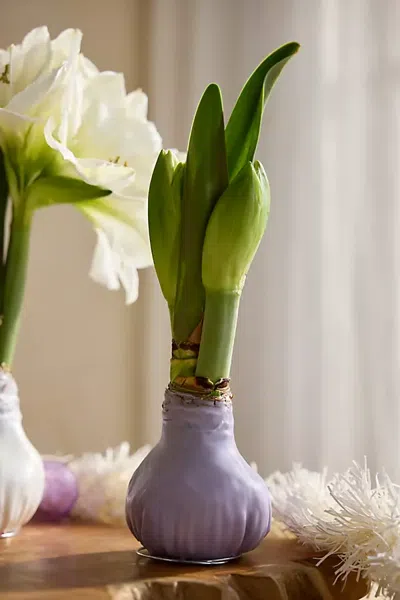 Terrain Waxed Amaryllis Bulb, Lavender In Purple