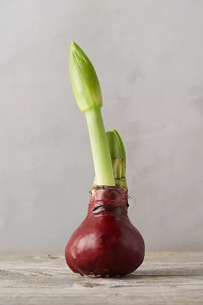 Terrain Waxed Amaryllis Bulb In Multi