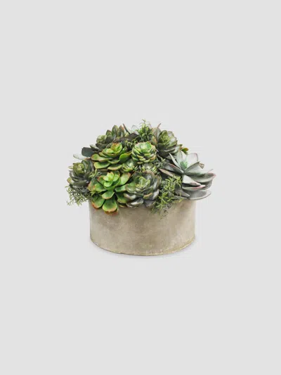 Winward Home Everyday Garden Planter Mix Succulent In Multi