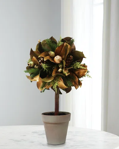 Winward Magnolia Leaf In Pot