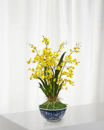 Winward Oncidium In Longlife Bowl