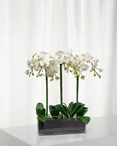 Winward Orchid Phalaenopsis In Glass