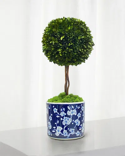 Winward Preserved Boxwood Ball Topiary In Round Porcelain Vase - 24"